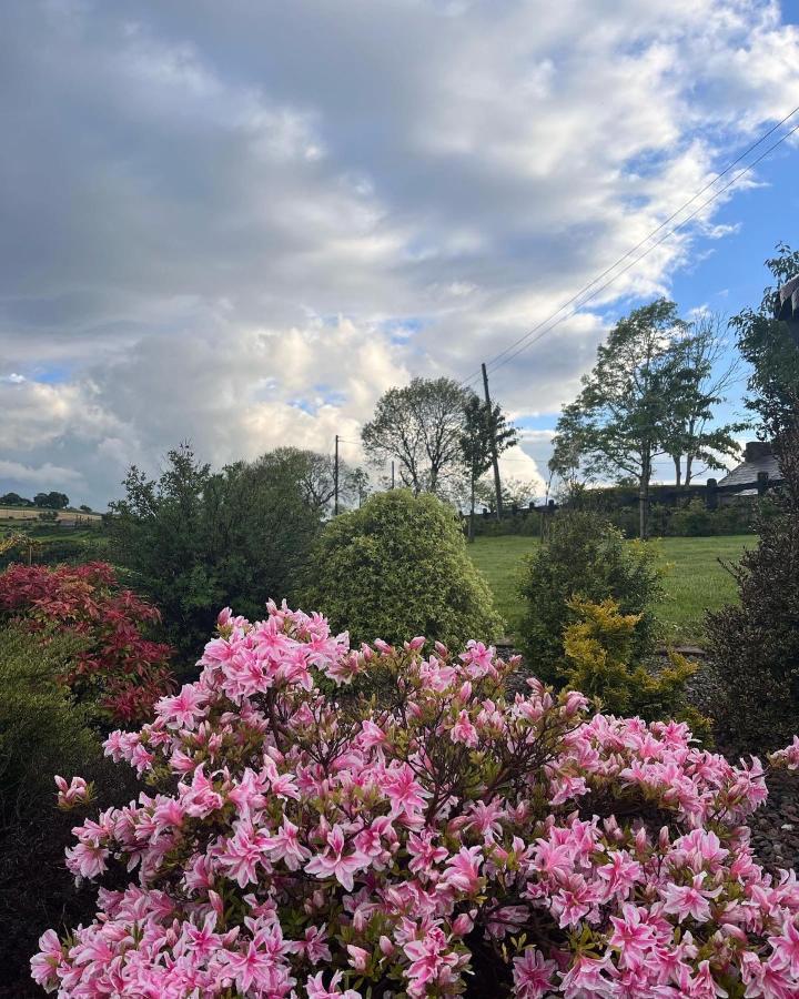 Dans Wee Cottage Slieve Croob Dromara Castlewellan Newcastle Экстерьер фото